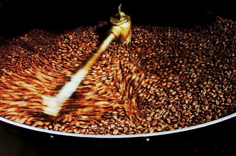 How to Harvest Coffee Beans Coffee or Bust
